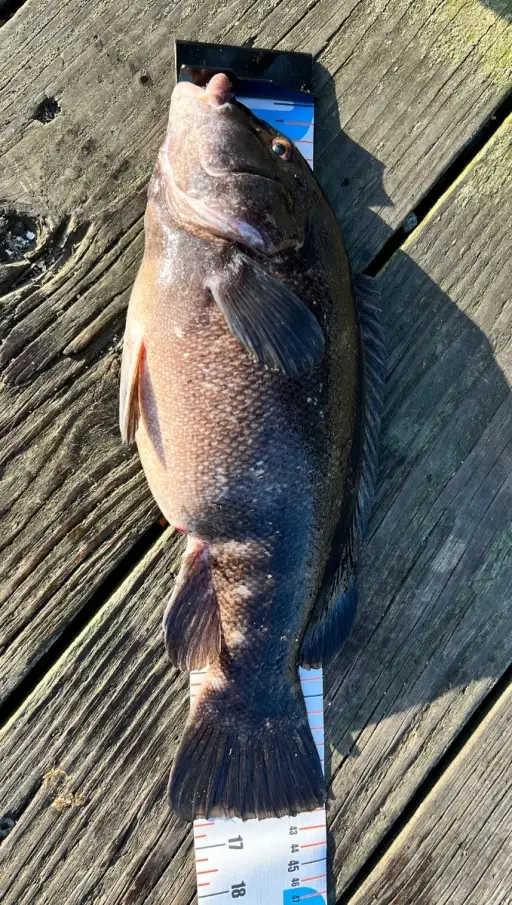 Tautog, Colt State Park, RI