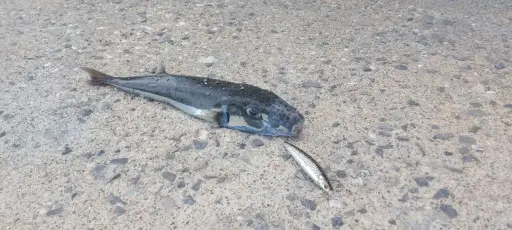 fishing photo