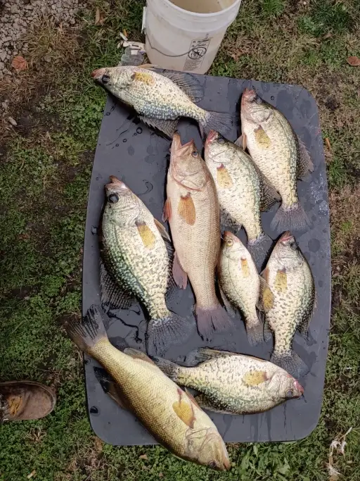 Lmb and crappie
