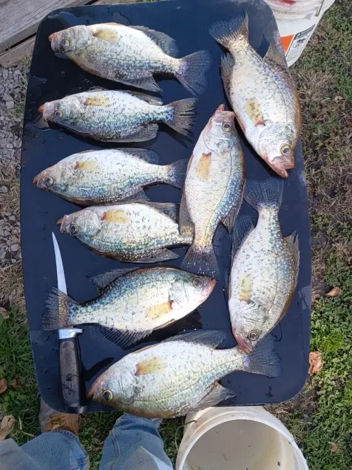 Crappie