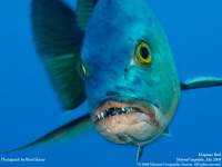 Gofish!'s avatar